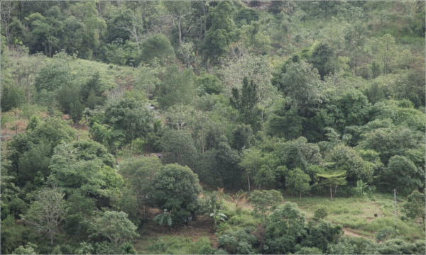 yec old Kondisi alam Sungkai, kampung inggris padang